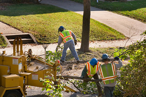 Best Lawn Renovation and Restoration  in Hernando, FL